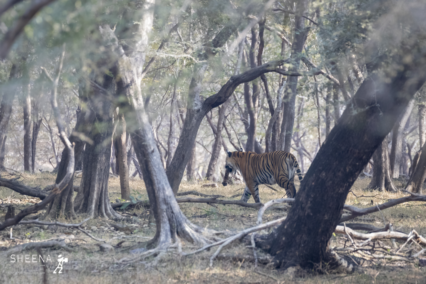 Bengal Tigress moving young newborn cub 1.jpg - India